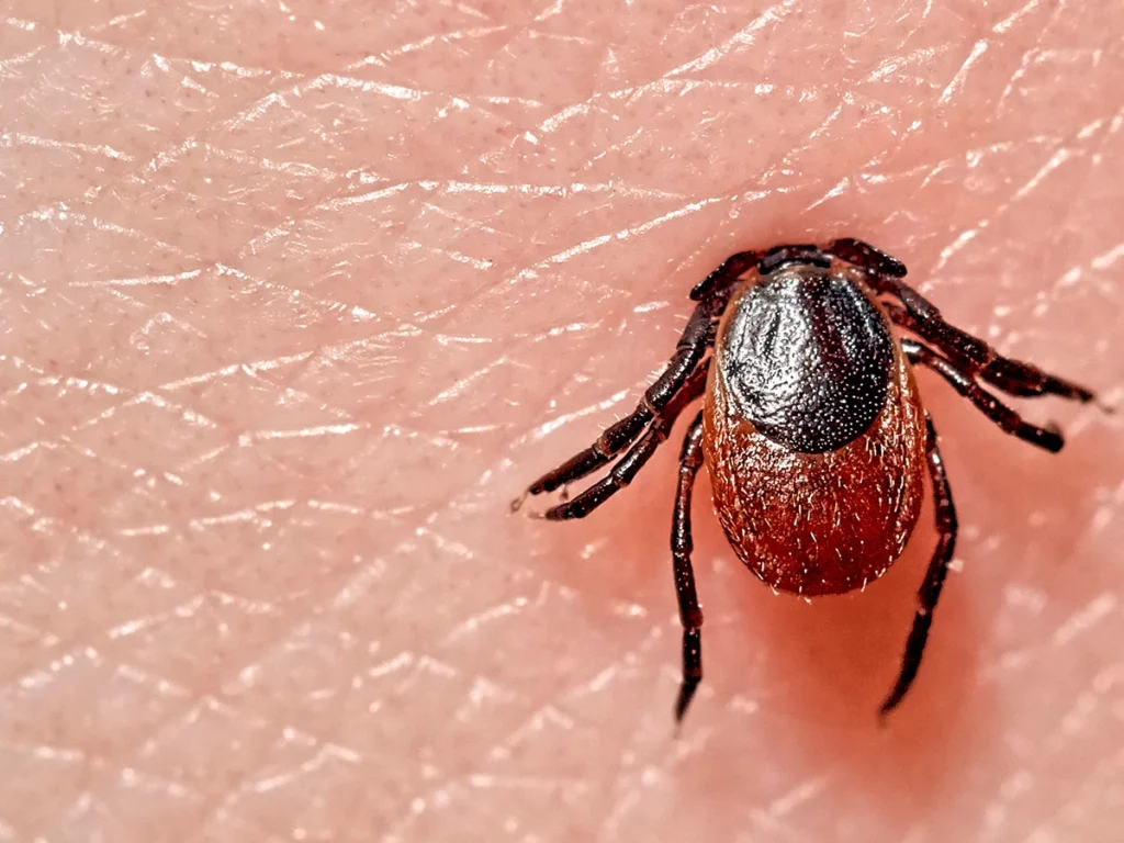 ¿Qué causa la enfermedad de Lyme?