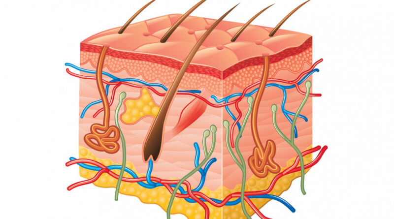 ¿Cómo esta irrigada la piel?