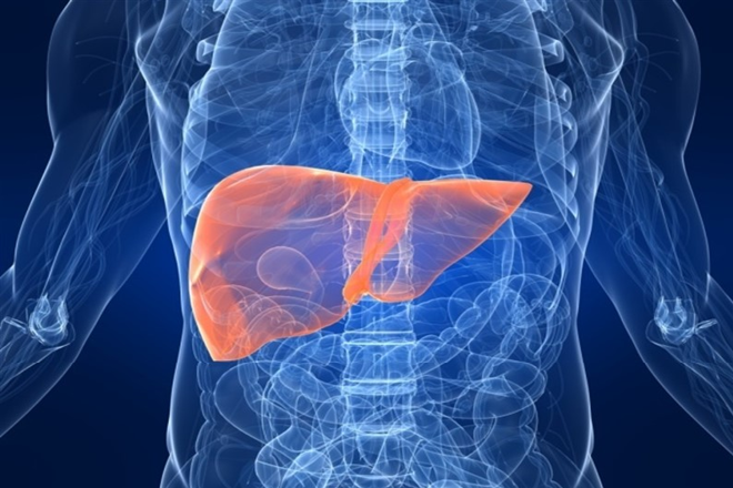 Medios de fijación del hígado