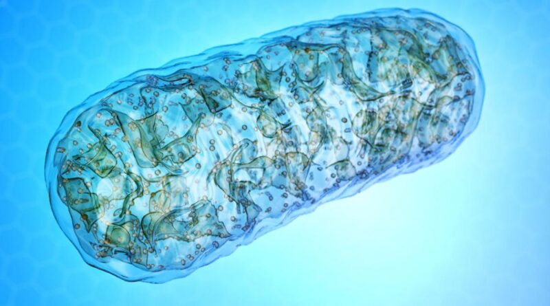 ¿Cuál es la participación de los DAMP mitocondriales en la respuesta inflamatoria mediada por lesiones?