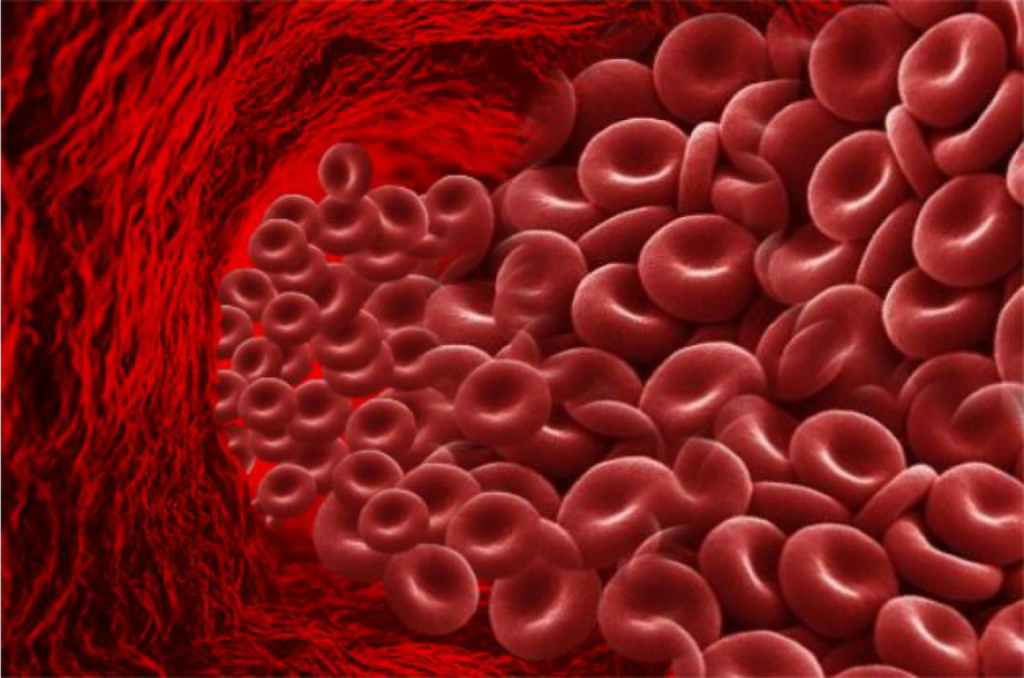 Ciclo del hierro en el organismo humano