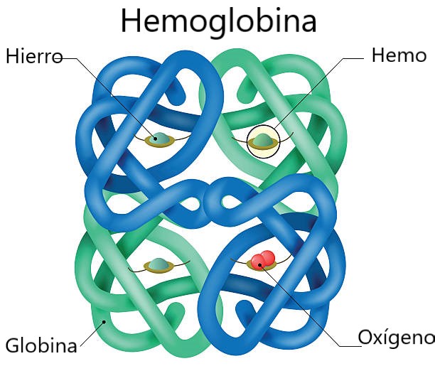 ¿Cuál es la estructura de la hemoglobina?