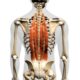 ¿Cuál es el musculo erector de la columna?