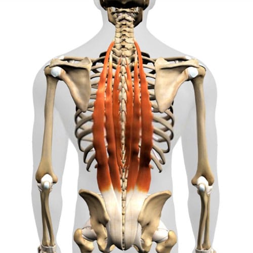 ¿Cuál es el musculo erector de la columna?