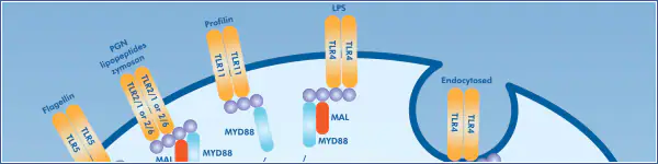 ¿Qué es la respuesta inflamatoria sistémica?