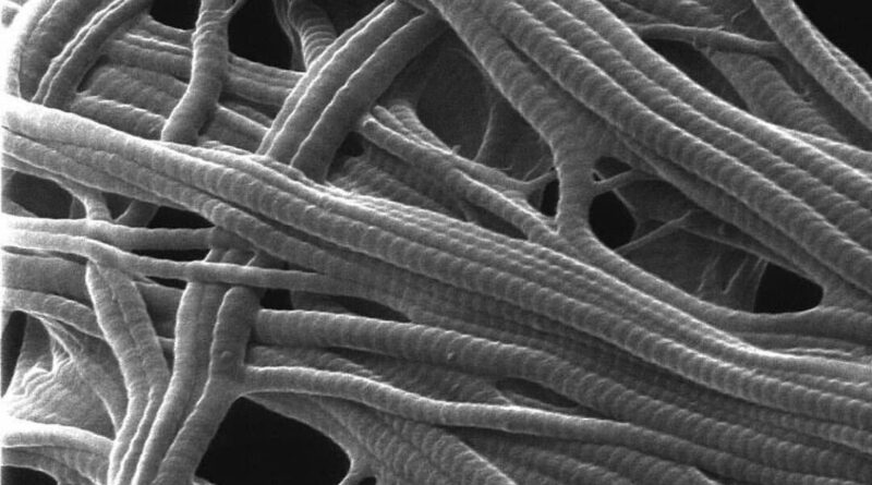 ¿Qué son las fibras dérmicas?