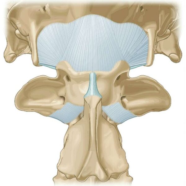 Articulación atlantooccipital