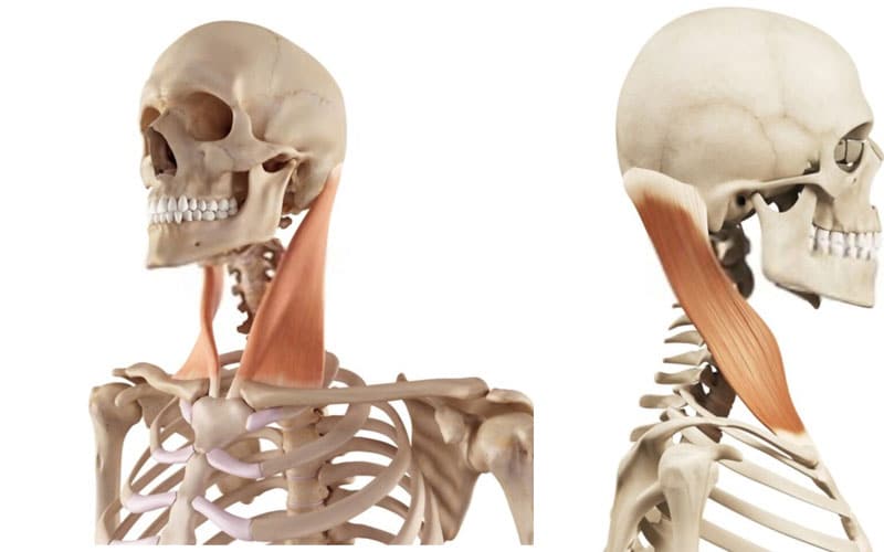Anatomía del músculo esternocleidomastoideo