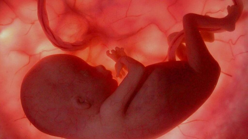 ¿Para que sirve la placenta y las membranas fetales