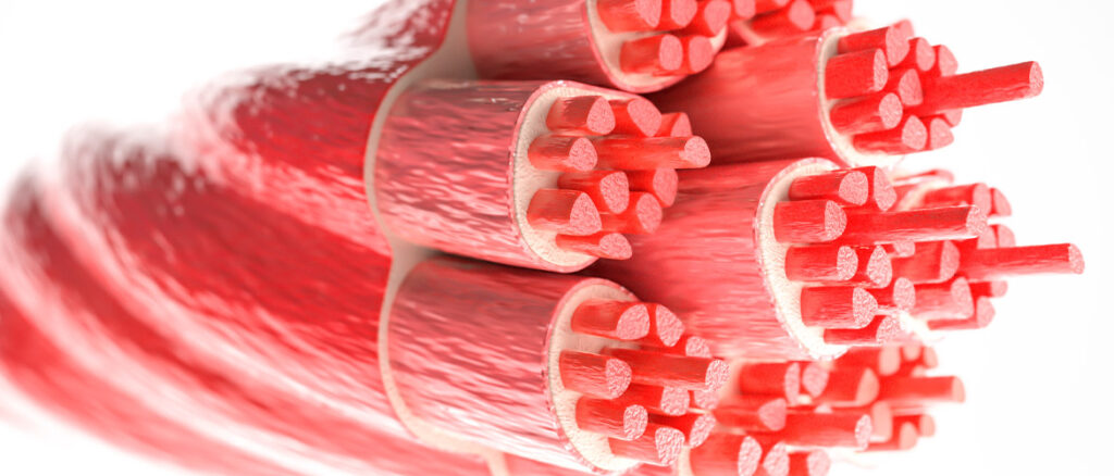 ¿Qué es el músculo esquelético?