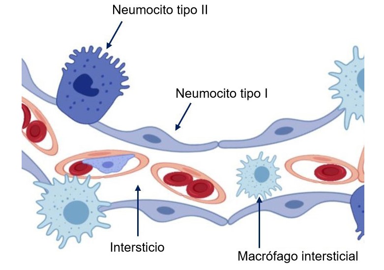 ¿Cuáles son los tipos de células del epitelio alveolar?