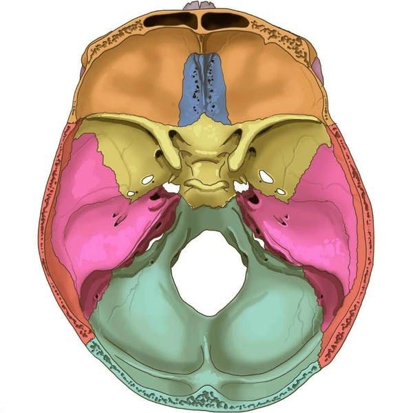 ¿Qué orificios hay en la base del cráneo?