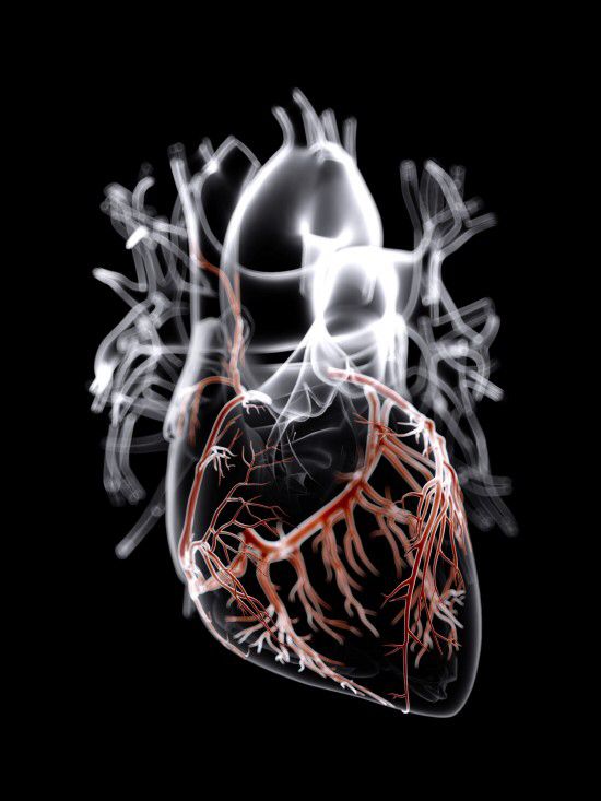 ¿Cómo es la irrigación sanguínea del corazón?