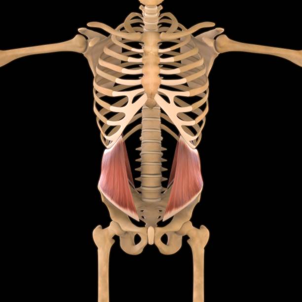 ¿Cuál es el músculo cuadrado lumbar?