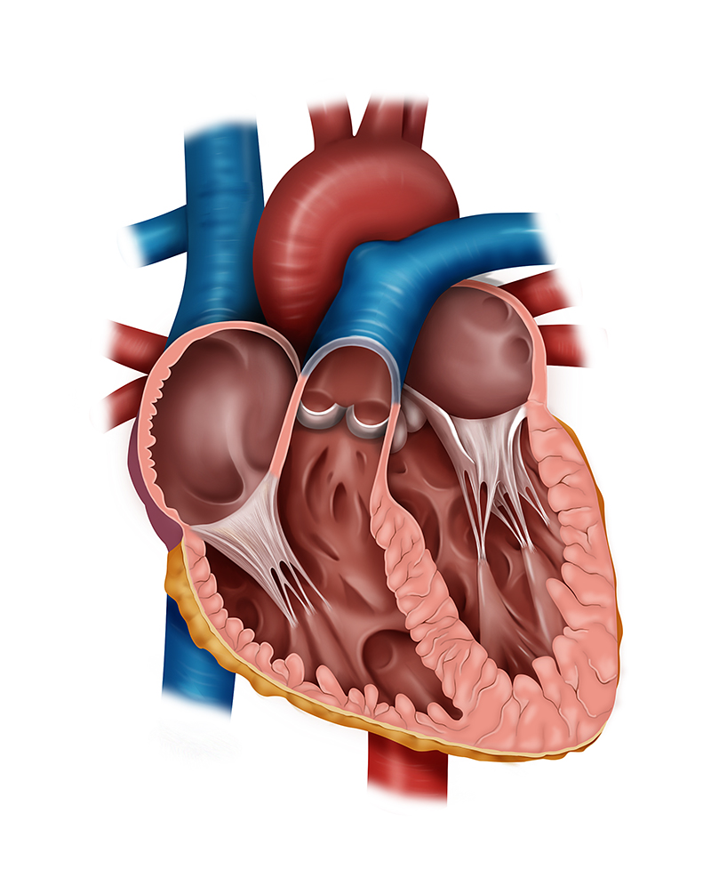 Anatomía del tabique del corazón