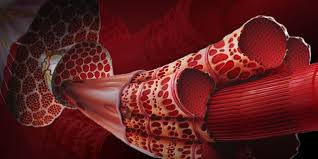 ¿Cuál es la diferencia entre fibras musculares lentas y rápidas?