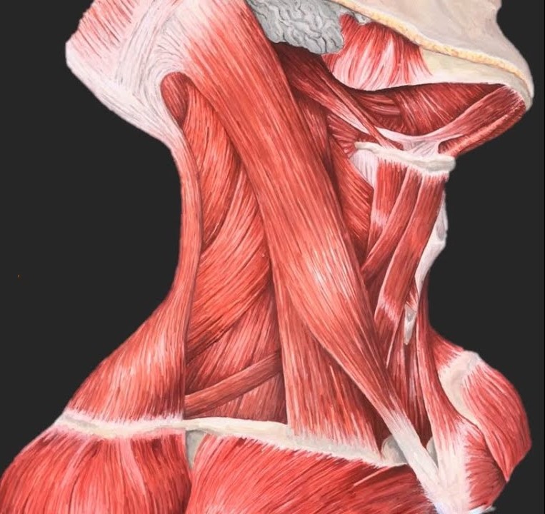 ¿Cuáles son los músculos infrahioideos?