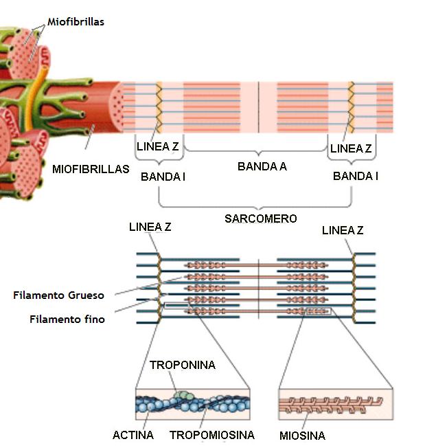 ¿Qué es un sarcómero?