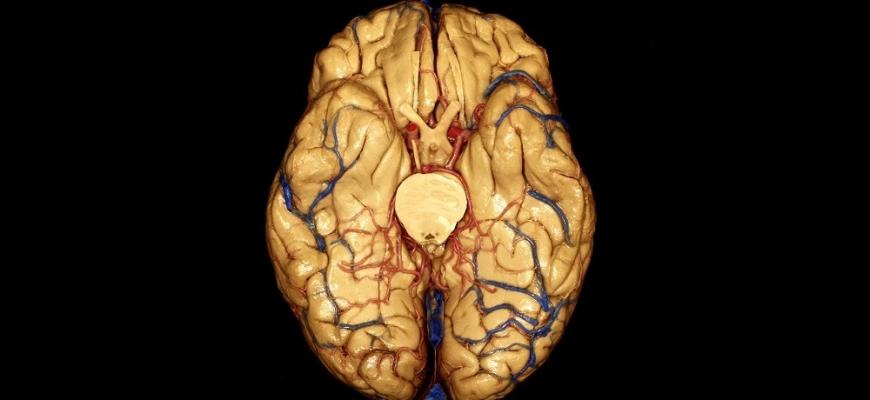 ¿Cuál es el Nervio terminal o par craneal cero?