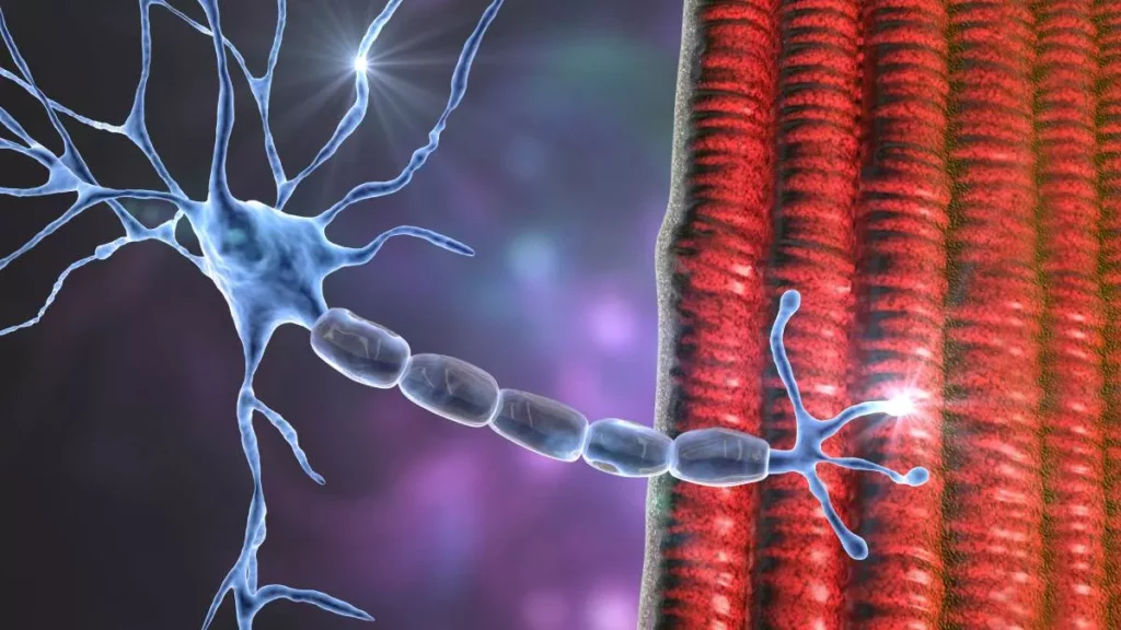¿Cómo se manifiesta la esclerosis lateral amiotrófica?