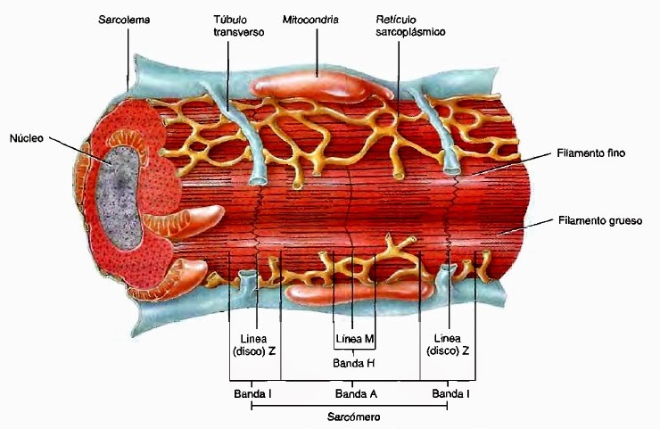Movimiento del calcio durante la contracción del musculo cardiaco
