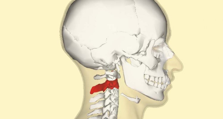 ¿Qué ligamentos hay entre el occipital y el axis?