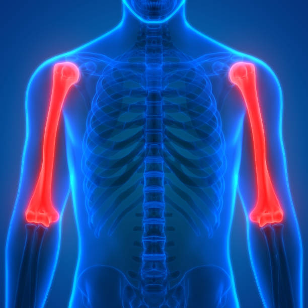 Anatomía descriptiva del Húmero