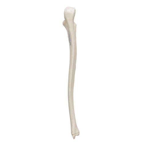 Anatomía descriptiva de la ulna o cúbito