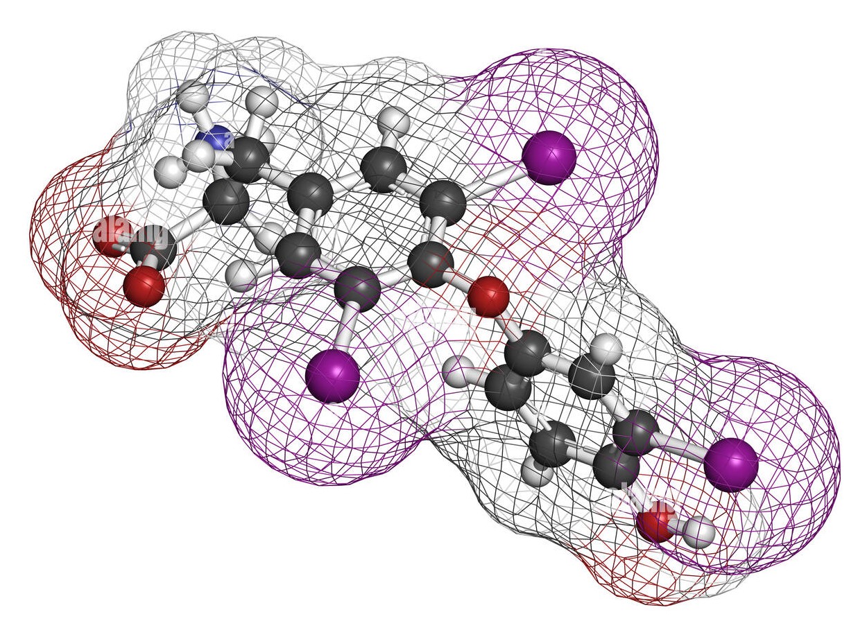 ¿Cómo llegan las hormonas tiroideas a la sangre?