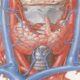 Principales arterias y venas de la tiroides