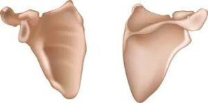 Anatomía descriptiva de la escápula