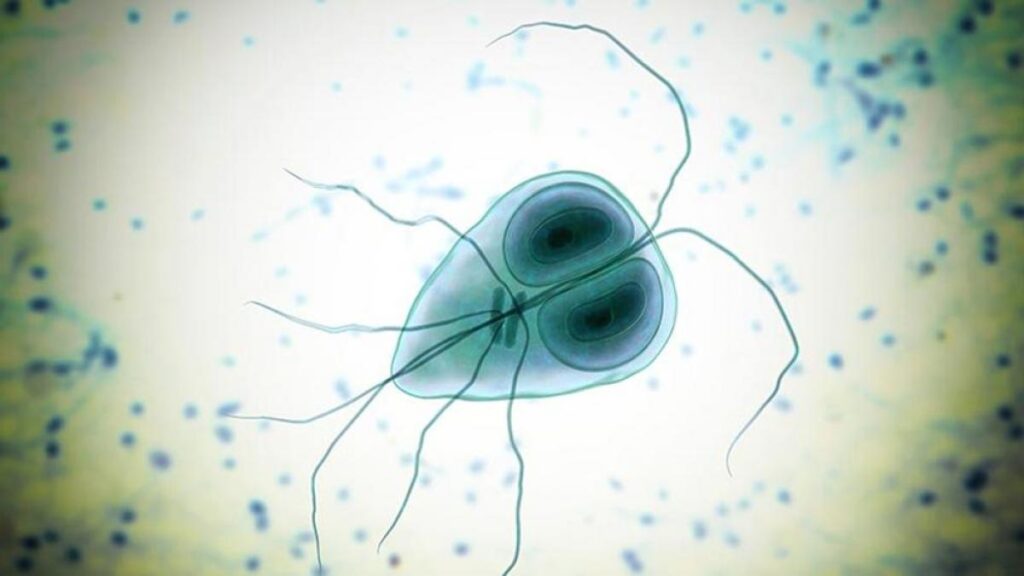 ¿Qué es la giardiosis?