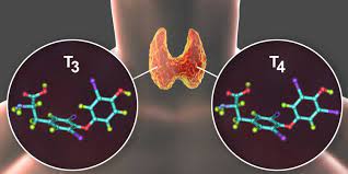 Acciones de las hormonas tiroideas en el organismo