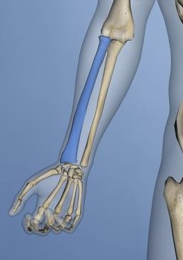 Anatomía descriptiva del radio