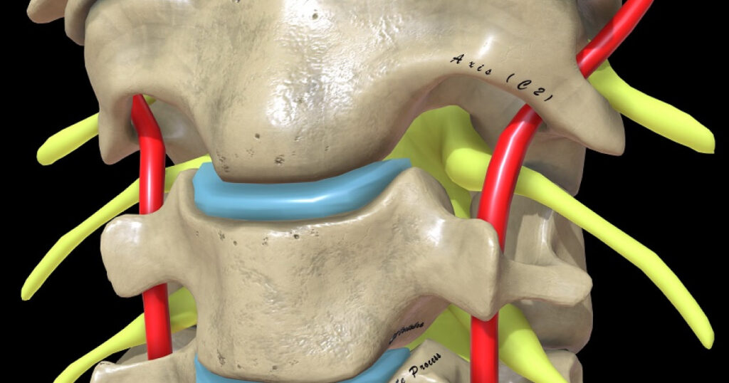 raíces nerviosas de la médula espinal