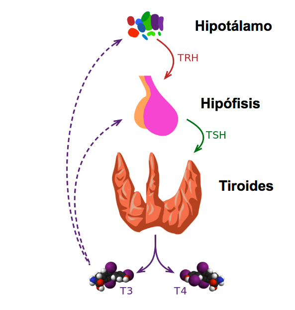 ¿Cuál es la acción de la tirotropina (TSH)?