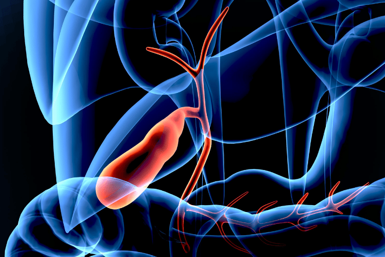 ¿Qué causa la contracción y la relajación de la vesícula biliar?