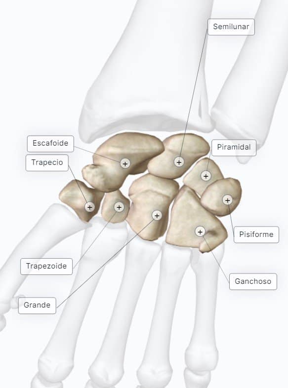 ¿Cuáles son los huesos del carpo?