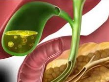 ¿Cómo se realiza la secreción de bilis desde el hígado?