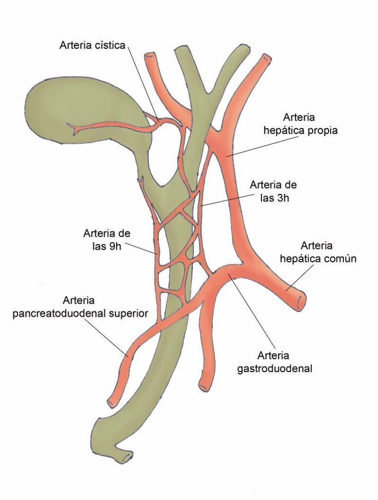 ¿Cuánto miden los conductos biliares extrahepáticos?