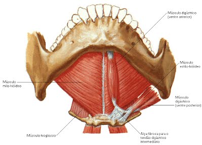 ¿Cuáles son los músculos suprahioideos?