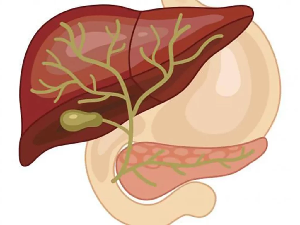 ¿Cuáles son las porciones de las vías biliares?