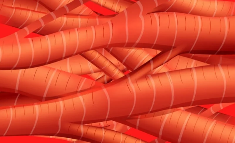 ¿Cómo se clasifica los tipos de músculo del organismo?