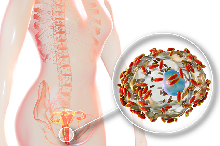 ¿Qué organismos conforman la microbiota vaginal?