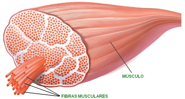 ¿Qué es una fibra muscular?