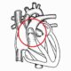 ¿Cómo es la válvula pulmonar?
