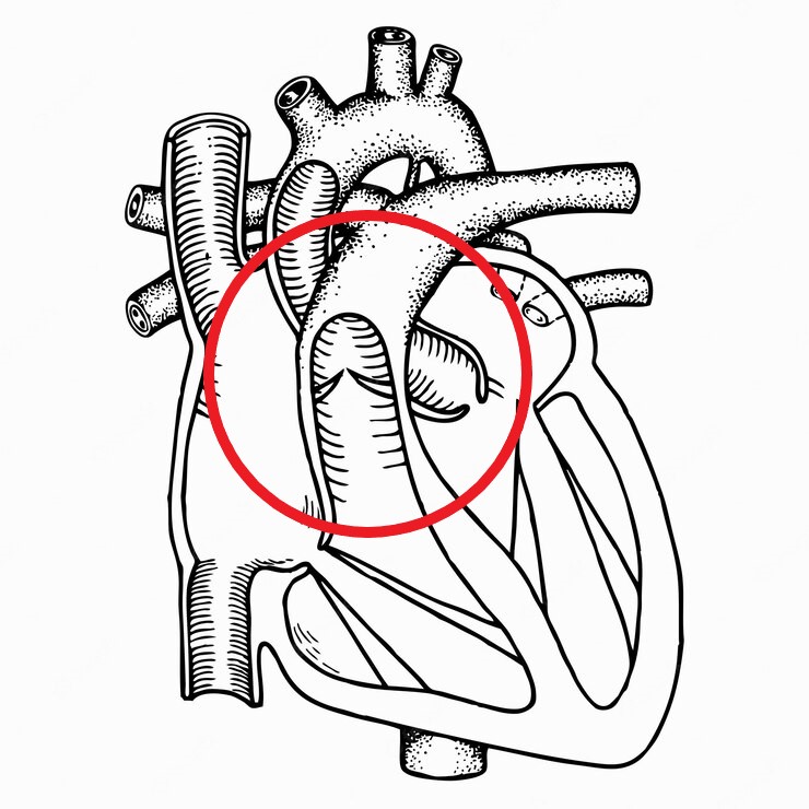 ¿Cómo es la válvula pulmonar?