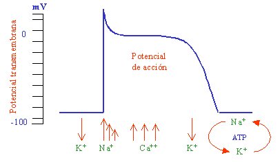 ¿Cómo se despolarizan las células cardiacas?