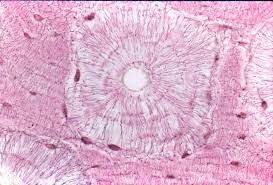 ¿Qué elementos componen el hueso?