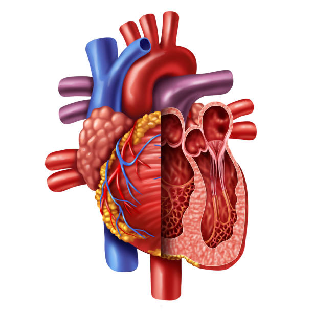 Anatomía del ventrículo izquierdo del corazón